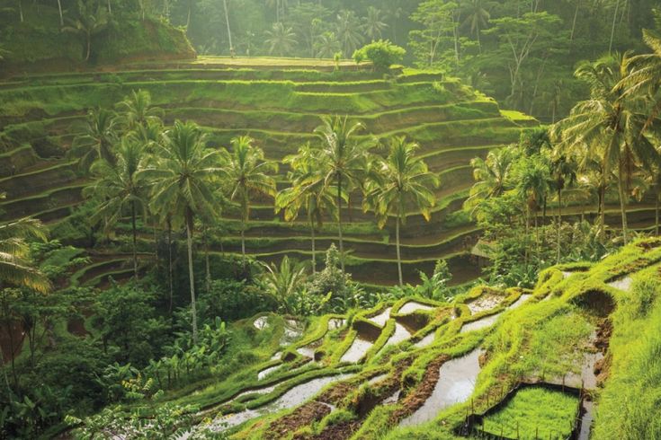 Tempat Wisata Bali yang Wajib Dikunjungi